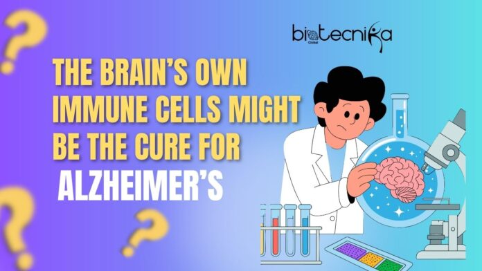 scientist working on the brain to cure Alzheimers