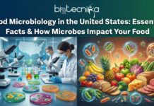 Food Microbiology in the United States: Essential Facts & How Microbes Impact Your Food microbes impact food safety, quality, and taste in the U.S., from harmful pathogens to beneficial bacteria.