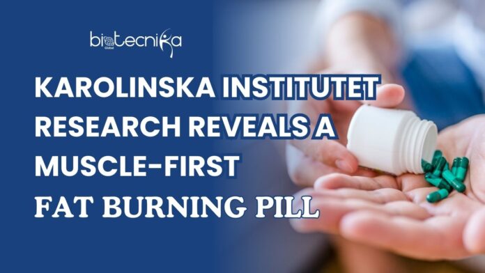 Illustration of a muscle-targeting fat-burning pill developed by Karolinska Institutet for improving metabolism and preserving muscle mass.