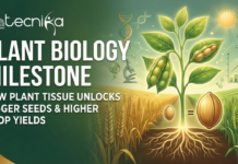 Plant Biology Milestone: New Plant Tissue Unlocks Bigger Seeds and Higher Crop Yields New plant tissue discovery helps plants optimize nutrient flow for seed development, resulting in dramatic crop yield improvements. Explore the science behind the Kasahara Gateway.