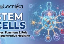 What Are Stem Cells? Types, Functions & Their Role in Regenerative Medicine What Are Stem Cells? Types, Functions & Their Role in Regenerative Medicine