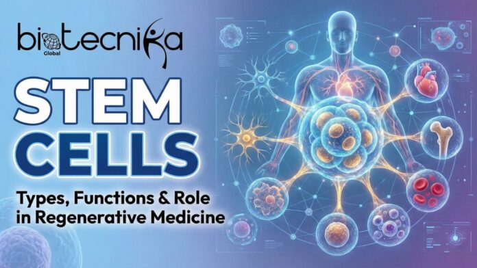 What Are Stem Cells? Types, Functions & Their Role in Regenerative Medicine
