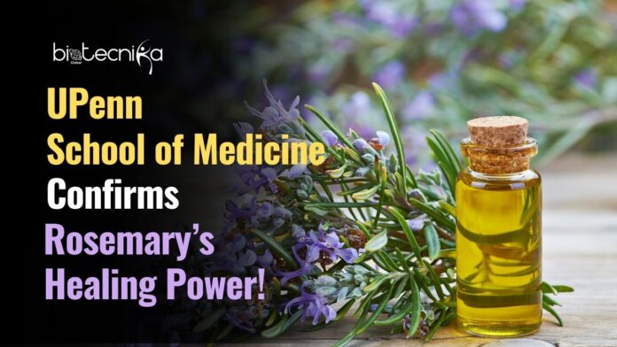 University of Pennsylvania School of Medicine Confirms the Viral Healing Power of Rosemary