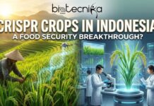 CRISPR Crops in Indonesia: A Food Security Breakthrough or Old GMO Debate Reborn? CRISPR Crops in Indonesia A Food Security Breakthrough or Old GMO Debate Reborn