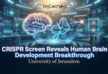 CRISPR Screen Unlocks Secrets of Human Brain Development, Says University of Jerusalem Study News Article CRISPR Screen Unlocks Secrets of Human Brain Development, Says University of Jerusalem Study