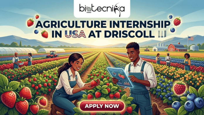 Agriculture Internship at Driscoll USA Life Science Graduates. A stylized vector illustration for an agricultural internship job page. The image features the 'biotecnika Global' logo at the top center, with a prominent title below it: 'AGRICULTURE INTERNSHIP IN USA AT DRISCOLL'. In the foreground, two smiling young interns, a woman and a man, happily observe a strawberry and check data on a tablet. They are surrounded by multi-row fields of strawberries, blueberries, and raspberries. In the background are a farm with barns, other workers, a distant tractor, hoop houses, and distant hills. Scattered berry clusters frame the scene. At the bottom center, a glowing button reads 'APPLY NOW'.