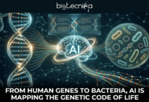 From Human Genes to Bacteria, AI Is Mapping the Genetic Code of Life From Human Genes to Bacteria, AI Is Mapping the Genetic Code of Life. A bioinformatics infographic featuring the 'biotecnika Global' logo at the top. The image depicts a glowing, network-infused brain with "AI" in its center as the focal point. To the left, a multi-colored DNA double helix with labeled A, C, T, G bases is analyzed, with streams of genetic code flowing into the AI brain. To the right, illustrations of bacteria and a virus in a petri dish are shown, also with data flowing towards the AI. Below this conceptual graphic, a prominent text block on a dark background reads: "FROM HUMAN GENES TO BACTERIA, AI IS MAPPING THE GENETIC CODE OF LIFE." The entire scene is set against a complex, intricate network of data points on a dark background.