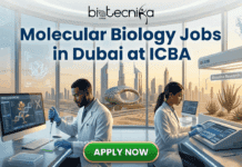 Molecular Biology Jobs in Dubai: ICBA Hiring Plant Molecular Biology Technical Support – Apply Before Deadline Molecular Biology Jobs in Dubai ICBA Hiring Plant Molecular Biology Technical Support – Apply Before Deadline. A promotional digital illustration banner advertising "Molecular Biology Jobs in Dubai at ICBA," presented by biotecnika Global. The scene features two scientists working in a modern, high-tech laboratory with large floor-to-ceiling windows overlooking a desert and the Dubai skyline, including the Burj Khalifa and Museum of the Future. On the left, a male scientist is pipetting near a monitor displaying "GENE SEQUENCING" data. On the right, a female scientist is working near a controlled biosphere labeled "Biosaline Research" with desert-adapted plants. At the bottom center, there is a prominent green "APPLY NOW" button. The top features the biotecnika Global logo and the job title text. An abstract DNA double helix and protein structure pattern are visible in the background elements.