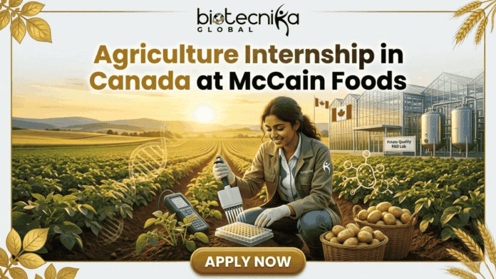 Students Internship Alert! Agriculture Internship in Canada at McCain Foods. A featured promotional image for 'Agriculture Internship in Canada at McCain Foods' by biotecnika Global. The image shows a female scientist kneeling in a large, sunlit potato field under a golden sunset sky, using a micropipette to work with a laboratory multi-well plate. Baskets of harvested potatoes surround her, and futuristic scientific overlays like a DNA helix and molecular diagrams are present. In the background is a modern greenhouse facility with Canadian flags, large bioreactor tanks, and a sign that says 'Potato Quality R&D Lab'. At the bottom center, there is a prominent 'APPLY NOW' button. Gold leaf and wheat illustrations border the frame.