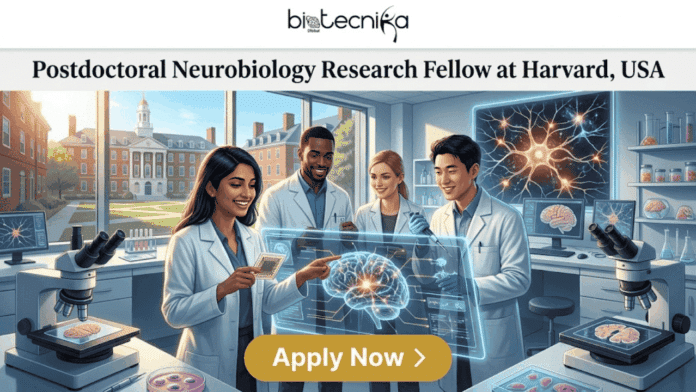 Top Research Fellowship in USA Harvard Seeking Postdoctoral Research Fellow in Neurobiology. The featured image for a 'Postdoctoral Neurobiology Research Fellow at Harvard, USA' job page. At the top, a white header features the black Biotecnika Global logo, followed by the full job title. The main visual is a vibrant, sunlit modern lab with four diverse researchers in white lab coats collaborating and smiling. They are gathered around a futuristic transparent glass display of glowing brain circuitry and neural mapping. One researcher holds a microelectrode array, another works with multi-well plates containing glowing cells, and others operate microscopes showing detailed brain tissue samples on their stages. Monitors in the background show high-resolution brain cells and circuitry. Through large windows, a classic brick university campus with a clock tower (Harvard-suggestive) is visible. At the bottom center, a prominent gold rounded rectangular button reads 'Apply Now' with an arrow. The overall atmosphere is inspiring, collaborative, and cutting-edge