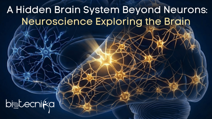 Scientists Uncover A Hidden Brain Network Beyond Neurons. Discover How Astrocytes are Reshaping Neuroscience Exploring The Brain.