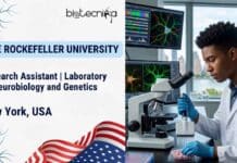 Research Assistant Job at The Rockefeller University with Salary Upto USD $55,000/year | Apply Now Research Assistant job at The Rockefeller University in New York. Apply for this biology job in US involving neuroscience research, laboratory experiments, and animal handling.