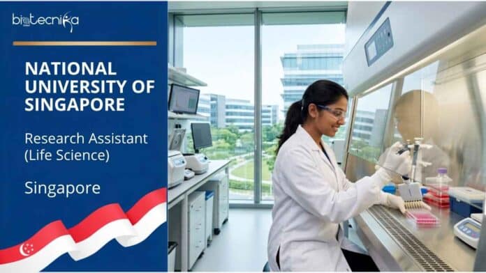 Apply for a life sciences research job at the National University of Singapore as a Research Assistant. Explore NUS careers, qualifications, responsibilities, location, and job details.