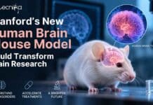 Stanford’s New Human-Brain Mouse Model Could Change Brain Research Stanford’s Human-Brain Mouse Model is unlike anything seen before. What did scientists create, and why could it reshape brain research?