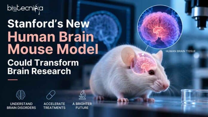 Stanford’s Human-Brain Mouse Model is unlike anything seen before. What did scientists create, and why could it reshape brain research?